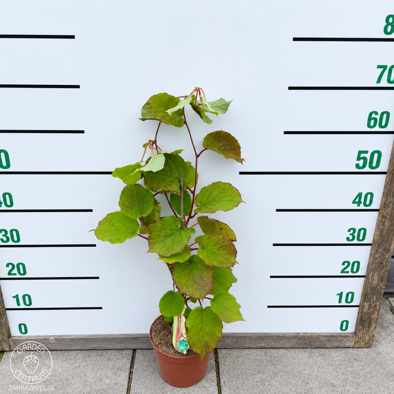 Obrázok Aktinídia lahodná- kiwi (Actinídia deliciosa) ´SOLISSIMO´® - výška 50-70 cm, kont. C2L - SAMOOPELIVÁ