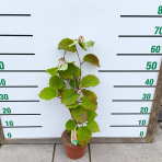 Aktinídia lahodná- kiwi (Actinídia deliciosa) ´SOLISSIMO´® - výška 50-70 cm, kont. C2L - SAMOOPELIVÁ