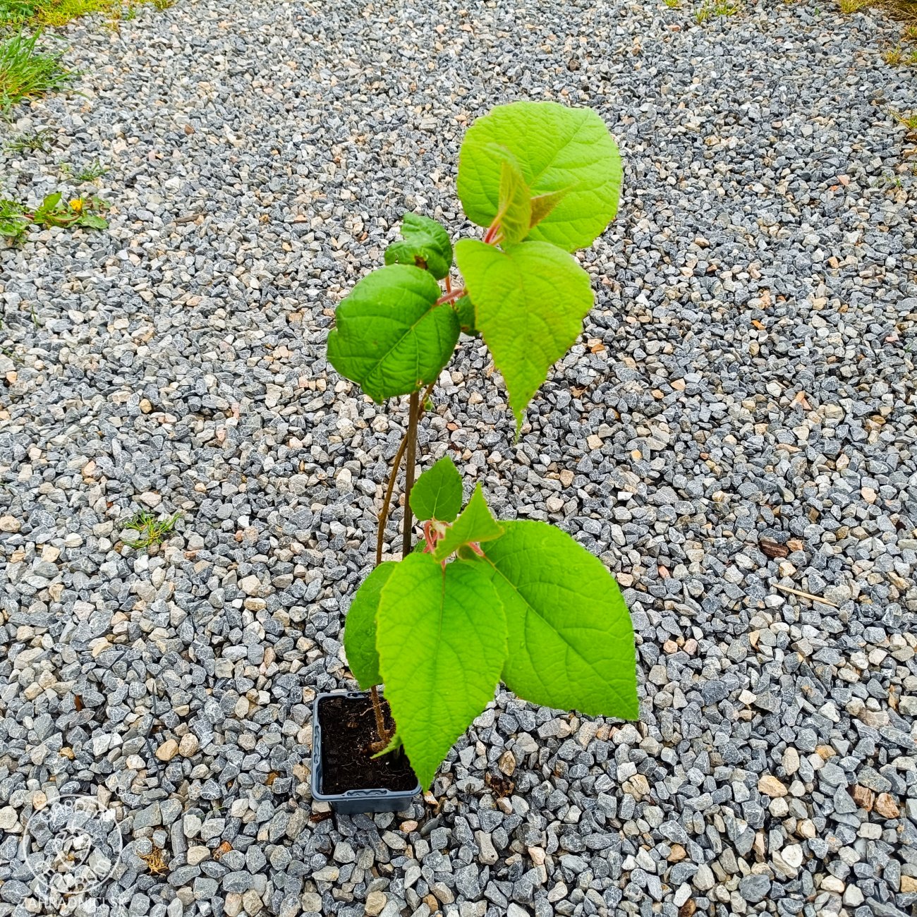 Obrázok Aktinídia lahodná - kiwi (Actinidia deliciosa) ´ATLAS´ - výška 40-50 cm, kont. P9/P11