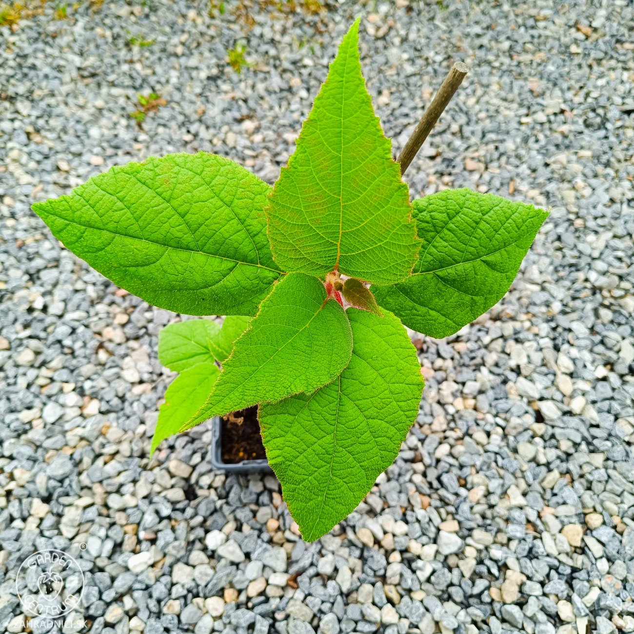 Obrázok Aktinídia lahodná - kiwi (Actinidia deliciosa) ´ATLAS´ - výška 40-50 cm, kont. P9/P11