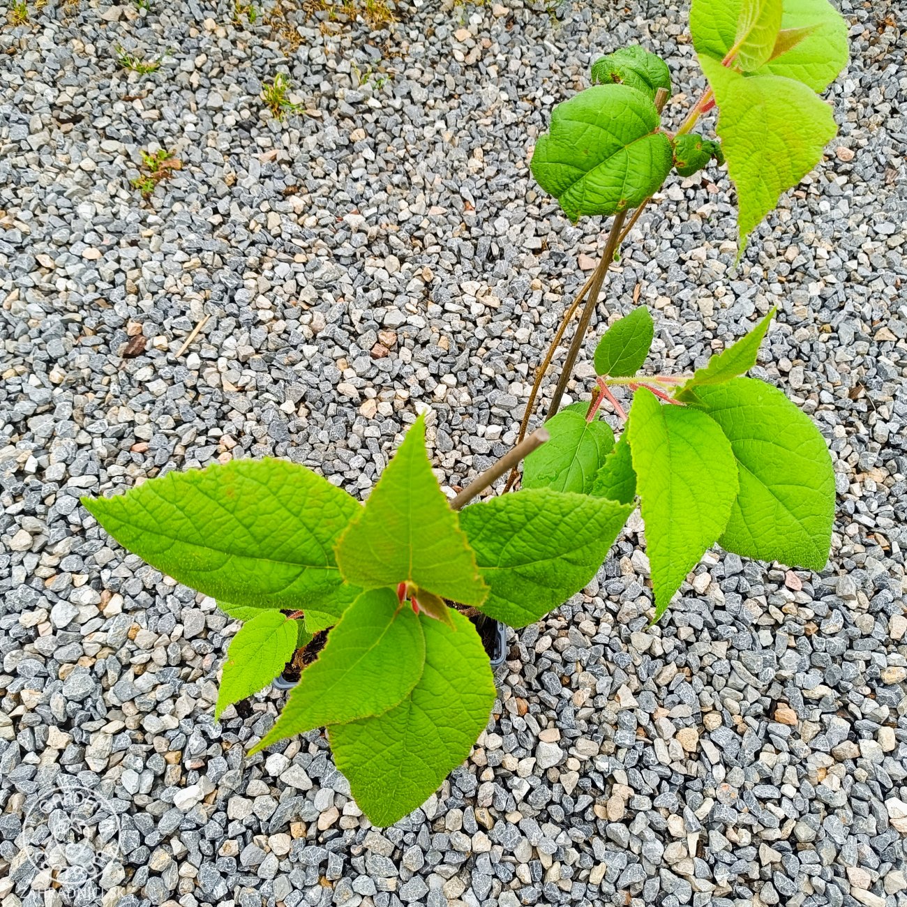 Obrázok Aktinídia lahodná - kiwi (Actinidia deliciosa) ´ATLAS´ - výška 40-50 cm, kont. P9/P11