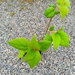Aktinídia lahodná - kiwi (Actinidia deliciosa) ´ATLAS´ - výška 40-50 cm, kont. P9/P11