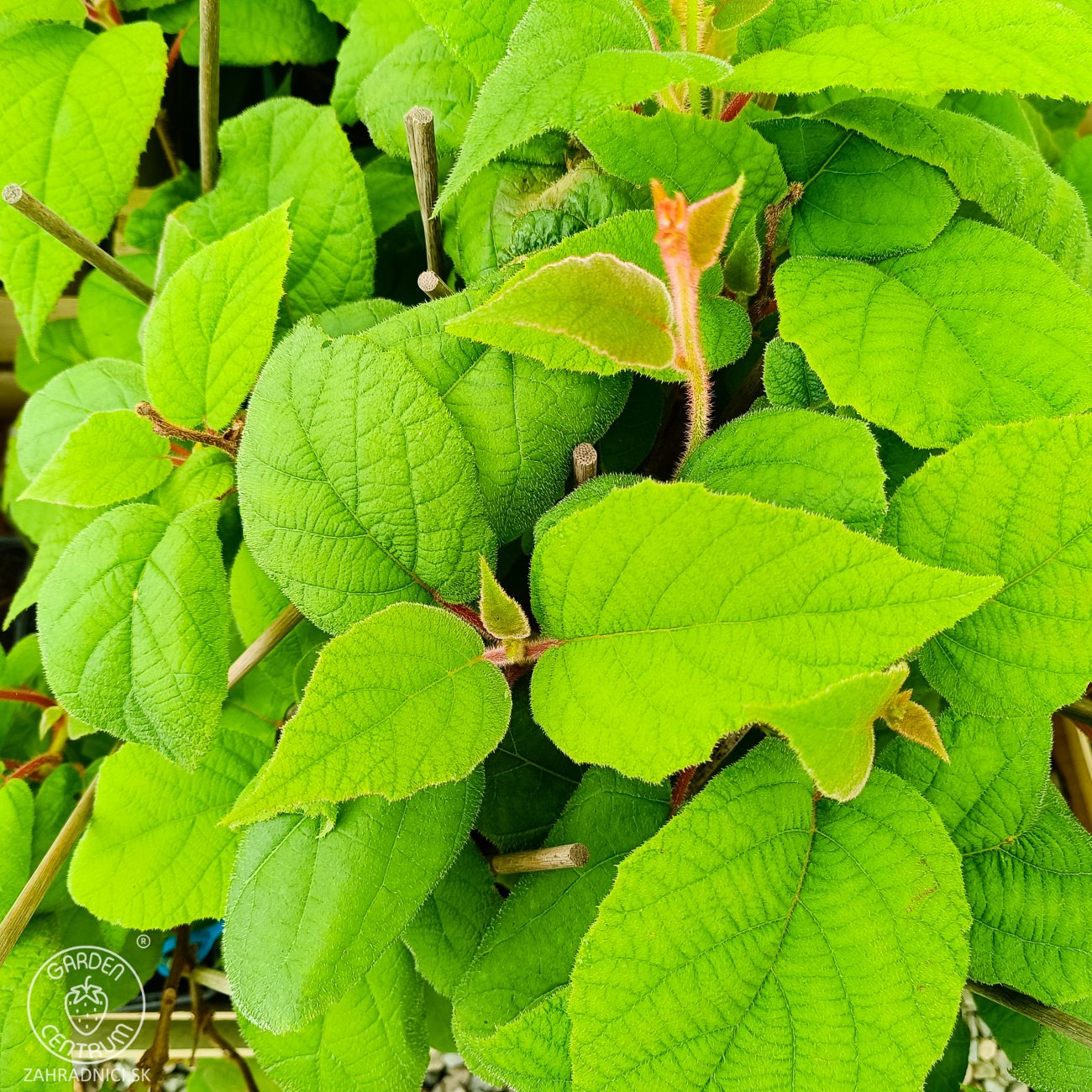 Obrázok Aktinídia lahodná - kiwi (Actinidia deliciosa) ´ATLAS´ - výška 40-50 cm, kont. P9/P11