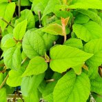 Aktinídia lahodná - kiwi (Actinidia deliciosa) ´ATLAS´ - výška 40-50 cm, kont. P9/P11