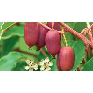 Aktinídia mini kiwi ´KEN´ S RED´ (arguta)  - výška 60-100 cm, kont. C2L (-26°C)