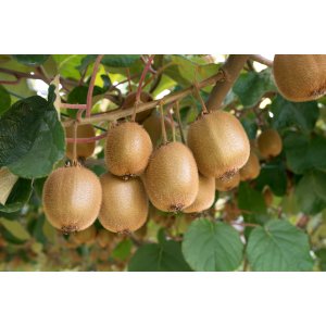 Aktinídia pravá - kiwi (Actinídia deliciosa) ´SOLO´ - výška 160-180 cm, kont. C3L - SAMOOPELIVÁ