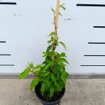 Aktinídia žilnatá - kiwi (Actinidia arguta) ‘GENEVA’  - výška 30-50 cm, kont. C2L