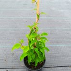 Aktinídia žilnatá - kiwi (Actinidia arguta) ‘GENEVA’  - výška 30-50 cm, kont. C2L
