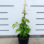 Aktinídia žilnatá - kiwi (Actinidia arguta) ‘GENEVA’  - výška 30-50 cm, kont. C2L
