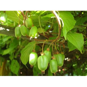 Aktinídia význačná - mini kiwi (Actinidia kolomikta) ´SENTYABRASKYA´ - výška 40-60 cm, kont. C3L (-29°C) - SAMICA