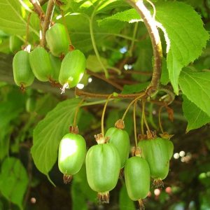 Aktinídia význačná - mini kiwi (Actinidia arguta) ´ISSAI´ - výška 15-25 cm, kont. C2L (-26°C)