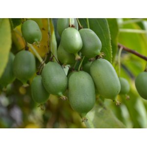 Aktinídia význačná - mini kiwi (Actinidia arguta) ´ISSAI´ - výška 100-150 cm, kont. C5L (-26°C)