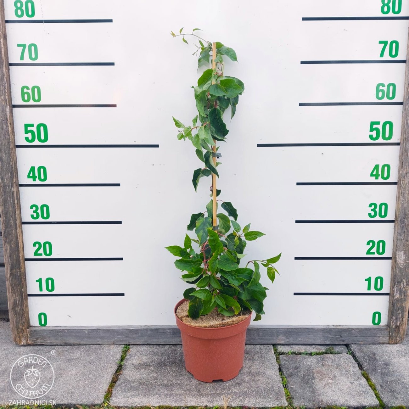 Obrázok Aktinídia žilnatá - kiwi (Actinidia arguta) ´ISSAI´ - výška 50-80 cm, kont. C3L - SAMOOPELIVÁ