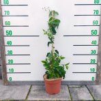 Aktinídia žilnatá - kiwi (Actinidia arguta) ´ISSAI´ - výška 50-80 cm, kont. C3L - SAMOOPELIVÁ