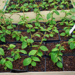 Aktinídia lahodná - kiwi (Actinidia deliciosa) ´JENNY´ - výška 20-30 cm, kont. P9 - SAMOOPELIVÁ