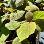 Aktinídia kiwi ´JENNY´ (deliciosa) - výška 15-25 cm, kont. P9