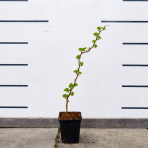 Aktinídia lahodná - kiwi (Actinidia deliciosa) ´JENNY´ - výška 20-30 cm, kont. P9 - SAMOOPELIVÁ