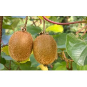 Aktinídia kiwi (Actinidia deliciosa) ´ SOLO ´ - výška 15-20 cm, kont.C3L (-18°C)
