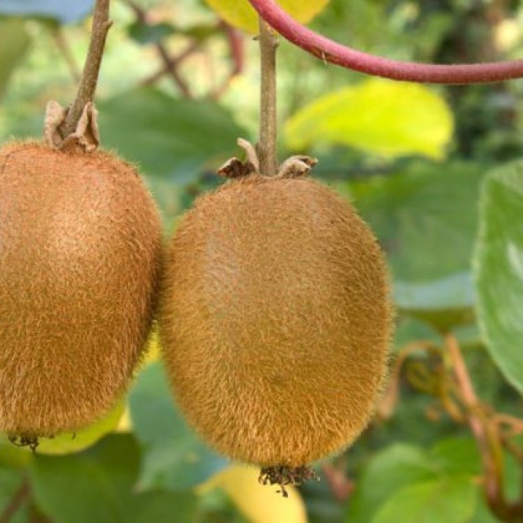 Aktinídia kiwi (Actinidia deliciosa) ´ SOLO ´ - výška 15-20 cm, kont.C3L (-18°C)