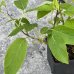 Aktinídia význačná - mini kiwi (Actinidia arguta) ´ISSAI´ - výška 15-25 cm, kont. C2L (-26°C)