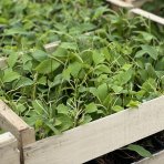 Aktinídia mini kiwi (Actinidia arguta) ´KEN´ S RED´ - výška 30-40 cm, kont. P9 (-25°C)