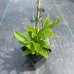 Aktinídia význačná - mini kiwi (Actinidia arguta) ´CHANG BAI GIANT´ - výška 15+ cm, kont. C2L (-25°C) 