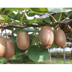 Aktinídia kiwi (deliciosa) ´SOLO´ - výška 130-160 cm, kont. C3L (-20°C)
