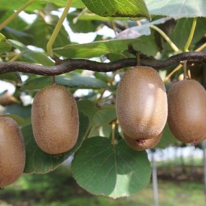 Aktinídia mini kiwi ´ SOLO ´ (deliciosa) - výška 160-200 cm, kont.C3L (-18°C)