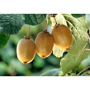 Aktinídia mini kiwi ´ SOLO ´ (deliciosa) - výška 160-200 cm, kont.C3L (-18°C)