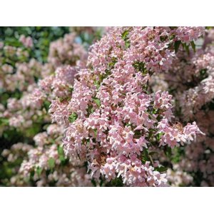 Kolkvícia krásna (Kolkwitzia amabilis) ´MARADCO´ ⌀ 40-60 cm, kont. C2L
