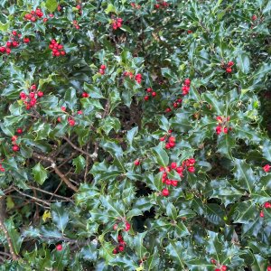 Cezmína modrá (Ilex × meserveae) ‘HECKENFEE’® - výška 20-30 cm, kont. C2L 