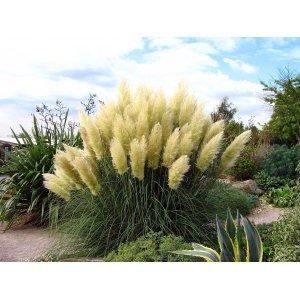 Kortadéria pampová (Cortaderia selloana) ´WHITE FEATHER´ - výška 60-80 cm, kont. P9