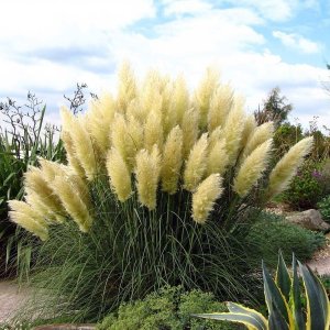 Kortadéria pampová - biela (Cortaderia selloana) výška: 30-50 cm, kont. C2L