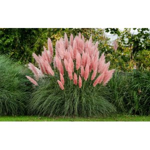 Kortadéria Pampová (Cortaderia selloana) ´PINK FEATHER´ - výška 80-100 cm, kont. P9