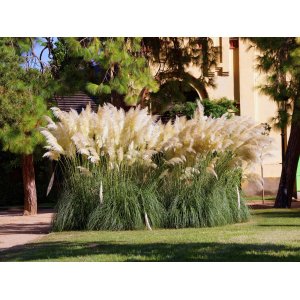 Kortadéria Pampová (Cortaderia selloana) ´PUMILA´ - výška 60-100 cm, kont. C3L/C2L