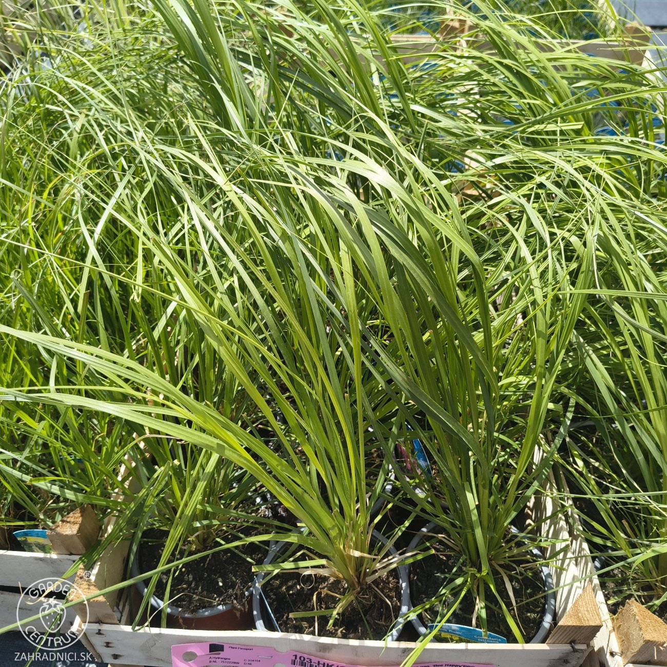 Obrázok Kortadéria Pampová (Cortaderia selloana) ´ROSEA PLUM´ - výška 20-30 cm, kont. C1L