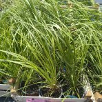 Kortadéria Pampová (Cortaderia selloana) ´ROSEA PLUM´ - výška 20-30 cm, kont. C1L