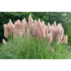 Kortadéria Pampová (Cortaderia selloana) ´ROSEA´ - výška 80-100 cm, kont. P9