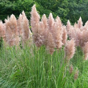 Kortadéria Pampová - Cortaderia selloana ´ROSEA´, výška: 30-50 cm, kont. C2L