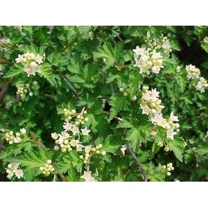 Korunkovec klavý (Stephanandra incisa) ´CRISPA´ ⌀ 30-50 cm, kont. C2L