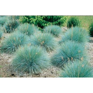 Kostrava sivá (Festuca glauca) ´ELIJAH BLUE´ - výška 15-25 cm, Ø 15-20 cm, kont. C2L