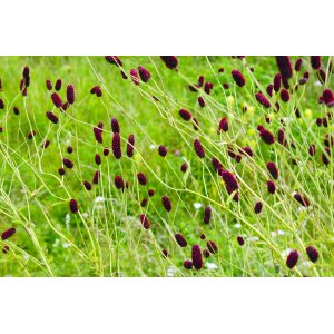 Krvavec lekársky (Sanguisorba officinalis) ´TANNA´ - kont. P9