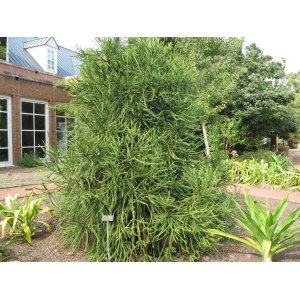 Kryptoméria japonská (Cryptomeria japonica) 'ARAUCARIOIDES', ´výška: 40-60 cm, kont. C3L (-30°C)