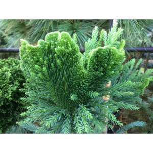 Kryptoméria japonská (Cryptomeria japonica) 'CRISTATA' výška: 40-60 cm, kont. C5L (-27 °C)