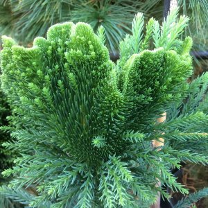 Kryptoméria japonská (Cryptomeria japonica) 'CRISTATA' výška: 40-60 cm, kont. C5L (-27 °C)