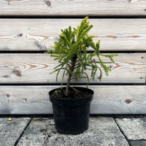 Kryptoméria japonská (Cryptomeria japonica) 'CRISTATA', ´výška: 40-60 cm, kont. C3L (-27 °C)