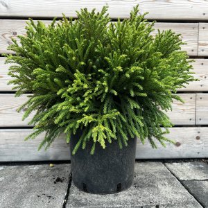 Kryptoméria japonská (Cryptomeria japonica) 'GLOBOSA NANA', priemer rastliny 40-50 cm, C10L (-21°C)