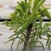 Kryptoméria japonská (Cryptomeria japonica) 'CRISTATA', ´výška: 40-60 cm, kont. C3L (-27 °C)