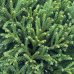 Kryptoméria japonská (Cryptomeria japonica) 'GLOBOSA NANA', ´výška: 110-120 cm, kont. C18L - NA KMIENKU (-21 °C)