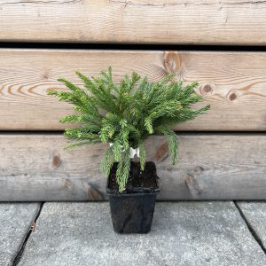 Kryptoméria japonská (Cryptomeria japonica) 'GLOBOSA NANA', výška: 15-20 cm, kont. C2L (-21°C)